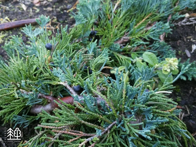 Juniperus horizontalis   'Wiltonii'